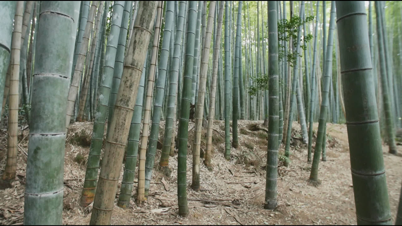La Foret de Bambous